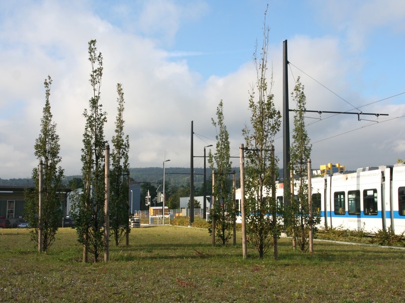 Baumkreis - Weststrasse Wallisellen